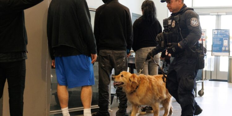 La primera línea contra el fentanilo en EEUU es un golden retriever llamado Goose