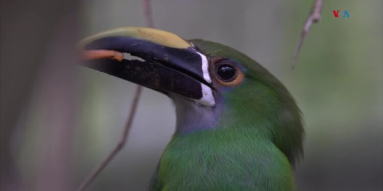 El santuario colombiano que le da una segunda oportunidad a animales víctimas del tráfico de especies