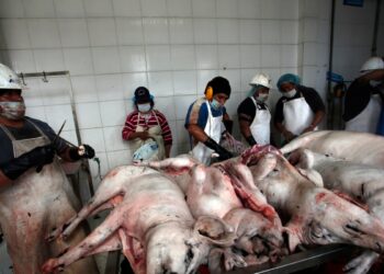 Propuesta de ley en defensa de los animales causa revuelo en Ecuador