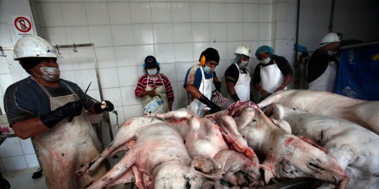 Propuesta de ley en defensa de los animales causa revuelo en Ecuador