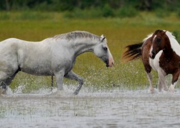 En Fotos | Paso de Beryl por Texas deja inundaciones y destrucción