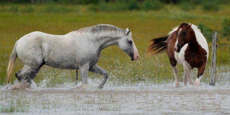 En Fotos | Paso de Beryl por Texas deja inundaciones y destrucción