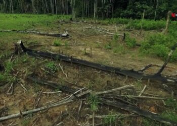 La histórica reducción de la deforestación en Colombia