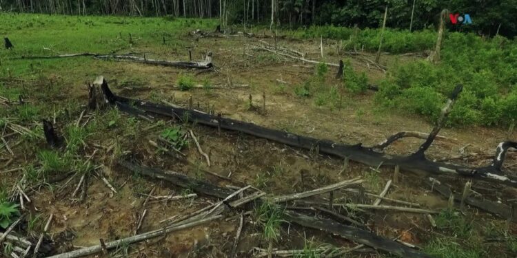 La histórica reducción de la deforestación en Colombia