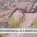 Temperaturas se tornan mortales en el desierto de Arizona