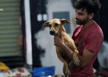 Cachorrolandia: un refugio improvisado para perros tras el paso del huracán Beryl por México