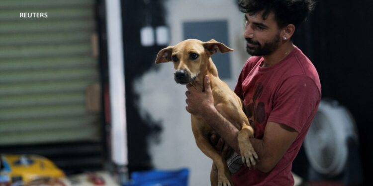 Cachorrolandia: un refugio improvisado para perros tras el paso del huracán Beryl por México