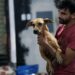 Cachorrolandia: un refugio improvisado para perros tras el paso del huracán Beryl por México