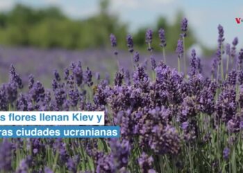 Las flores llenan Kiev y otras ciudades ucranianas