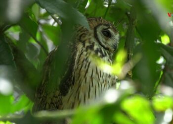 En Fotos | Bioparque La Reserva, refugio de animales rescatados del tráfico de especies en Colombia