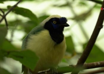 Santuario en Colombia da una segunda oportunidad a animales víctimas del tráfico de especies