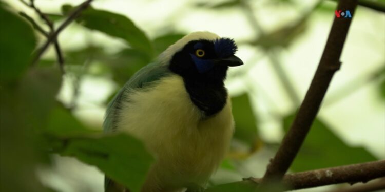 Santuario en Colombia da una segunda oportunidad a animales víctimas del tráfico de especies