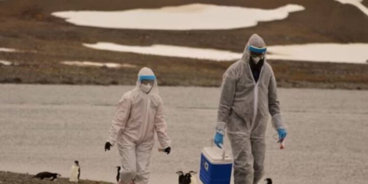 Cuatro personas que trabajan con aves en Colorado padecen gripe aviar, según confirmaron el domingo autoridades de Salud.