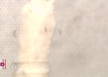 Guatemala, el país con más contagios de dengue en Centroamérica