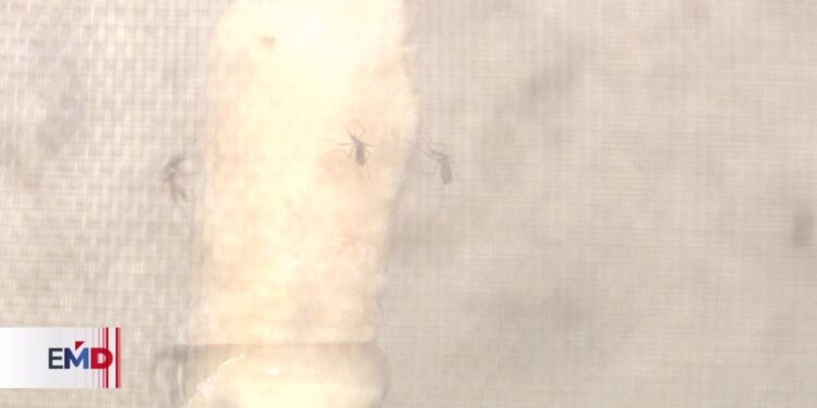 Guatemala, el país con más contagios de dengue en Centroamérica