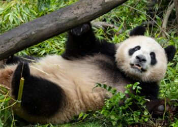 Pareja de pandas de China se aclimata a su nuevo hogar en el zoo de San Diego