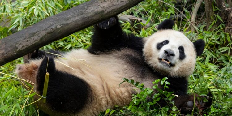 Pareja de pandas de China se aclimata a su nuevo hogar en el zoo de San Diego
