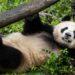 Pareja de pandas de China se aclimata a su nuevo hogar en el zoo de San Diego
