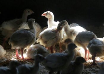 Científicos siguen de cerca las mutaciones del virus de la gripe aviar y su transmisión entre diferentes especies animales