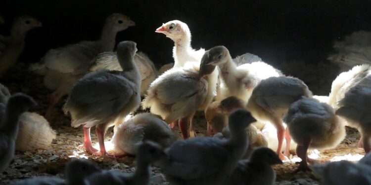 Científicos siguen de cerca las mutaciones del virus de la gripe aviar y su transmisión entre diferentes especies animales