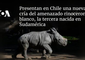 Presentan en Chile nueva cría del amenazado rinoceronte blanco, la tercera nacida en Sudamérica