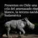 Presentan en Chile nueva cría del amenazado rinoceronte blanco, la tercera nacida en Sudamérica