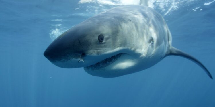 Sociedades protectoras de animales ven con preocupación el uso de drones en la seguridad de las payas
