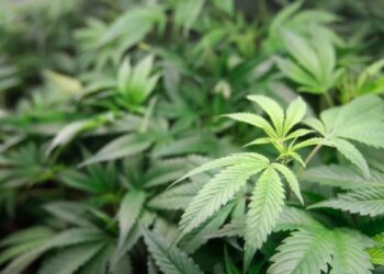 La decisión de la máxima corte brasileña de despenalizar el consumo de marihuana despierta preocupación en diferentes sectores