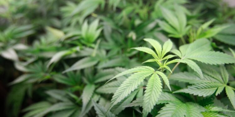 La decisión de la máxima corte brasileña de despenalizar el consumo de marihuana despierta preocupación en diferentes sectores