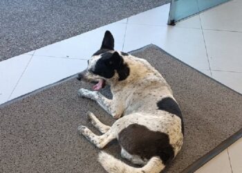 Caso de Manchas, el perro que vivía a las afueras del Farmatodo de La Carlota y desapareció