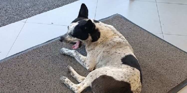 Caso de Manchas, el perro que vivía a las afueras del Farmatodo de La Carlota y desapareció