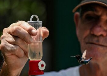 El ave más pequeña del mundo tiene una casa con jardín en Cuba