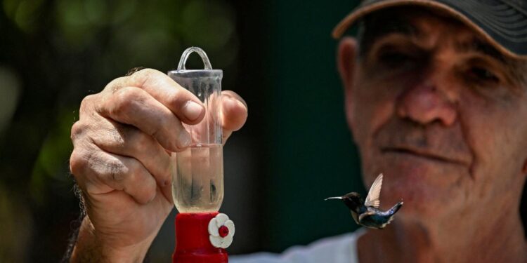 El ave más pequeña del mundo tiene una casa con jardín en Cuba