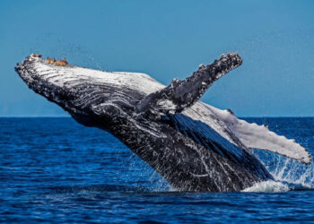 Las ballenas fueron más felices durante la pandemia de la covid, revela estudio científico