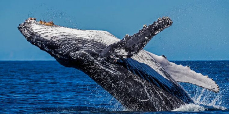 Las ballenas fueron más felices durante la pandemia de la covid, revela estudio científico