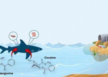 Hallan cocaína en tiburones de aguas costeras en Brasil