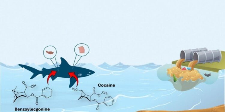 Hallan cocaína en tiburones de aguas costeras en Brasil