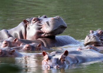 Muere Vanessa, icónico hipopótamo de la hacienda de Pablo Escobar