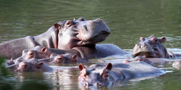 Muere Vanessa, icónico hipopótamo de la hacienda de Pablo Escobar