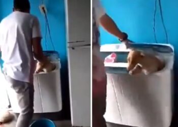 Detenidos dos sujetos en Anzoátegui por meter un perro a una lavadora