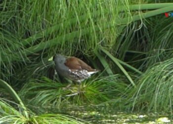 Aves en peligro de extinción anidan en cultivos de flores en Colombia 
