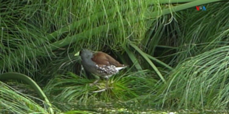 Aves en peligro de extinción anidan en cultivos de flores en Colombia