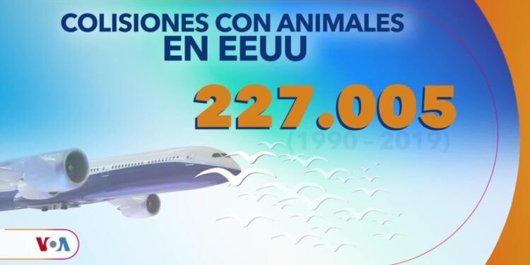 Control de fauna silvestre en aeropuerto de Quito ha permitido dispersar miles de ejemplares cada año