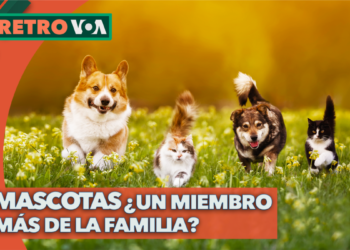 ¿Son las mascotas miembros de la familia o simple compañía?