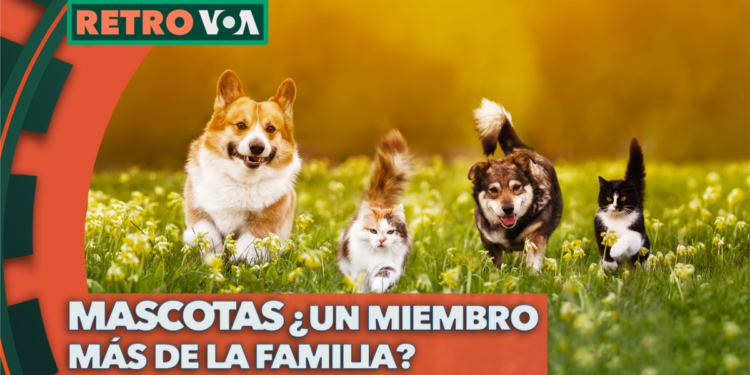 ¿Son las mascotas miembros de la familia o simple compañía?