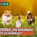 ¿Son las mascotas miembros de la familia o simple compañía?