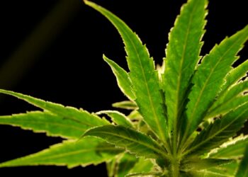 Inicia la venta de marihuana recreativa en Ohio
