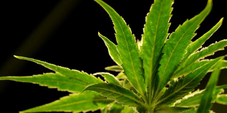 Inicia la venta de marihuana recreativa en Ohio