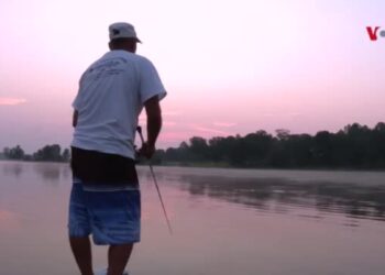 Pez cabeza de serpiente: el desastre de las especies invasoras que no fue