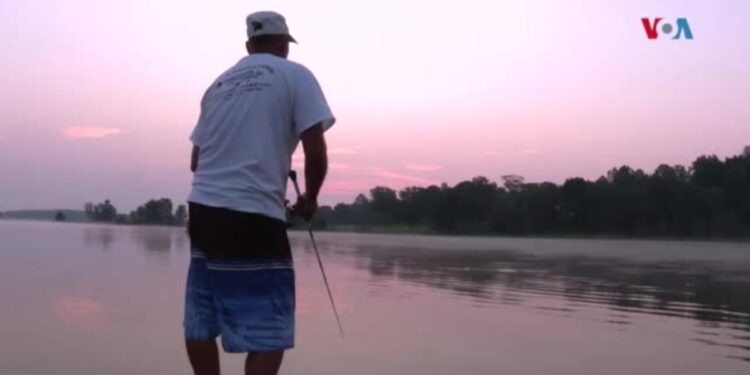 Pez cabeza de serpiente: el desastre de las especies invasoras que no fue